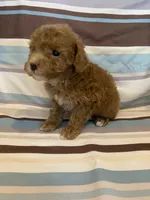 Red abstract , a female Poodle - Miniature  for sale in Lexington, NC – 4 of 10