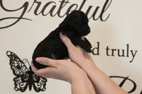 Female Phantom , a female Poodle - Toy  for sale in Lexington, NC – 3 of 5