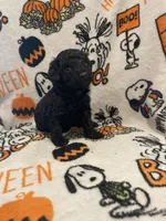 Female black ghost phantom, a female Poodle - Toy  for sale in Lexington, NC – 6 of 9
