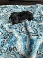 Male black , a male Poodle - Toy  for sale in Salisbury, NC – 7 of 7
