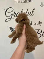 Red abstract , a female Poodle - Miniature  for sale in Lexington, NC – 7 of 10