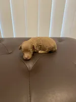 Red abstract , a female Poodle - Miniature  for sale in Salisbury, NC – 3 of 4