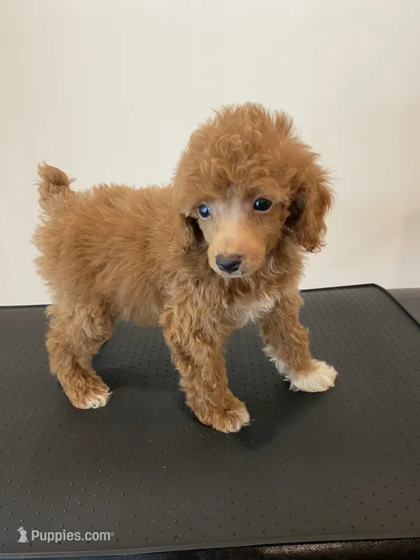 Red tuxedo – Poodle - Miniature  puppy for sale in Lexington, NC