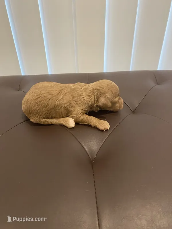 Red abstract  – Poodle - Miniature  puppy for sale in Salisbury, NC