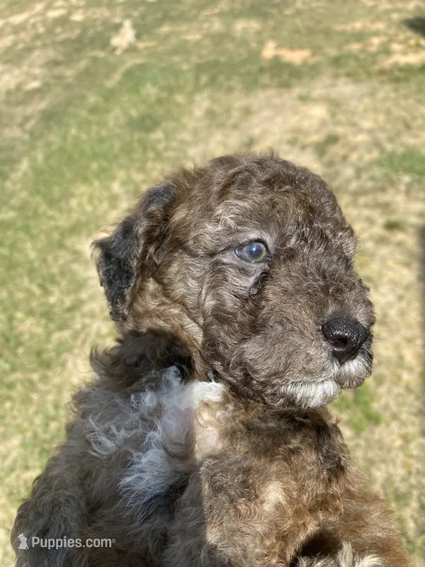 Merle #1 – Poodle - Toy  puppy for sale in Lexington, NC
