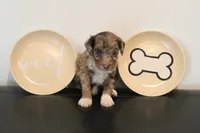 Chocolate Merle phantom , a male Poodle - Miniature  for sale in Lexington, NC – 6 of 7