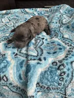 Merle Male , a male Poodle - Toy  for sale in Salisbury, NC – 2 of 6