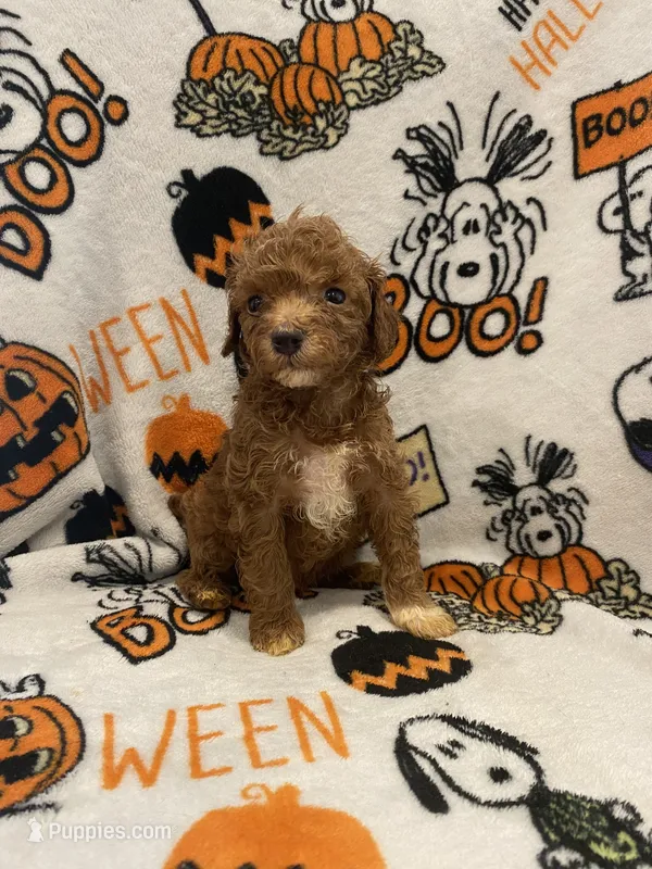 Red tuxedo – Poodle - Miniature  puppy for sale in Lexington, NC