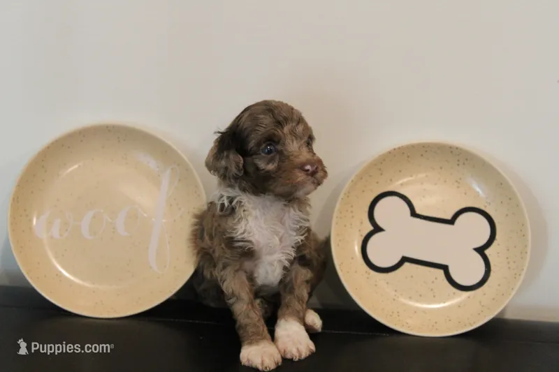 Chocolate Merle phantom  – Poodle - Miniature  puppy for sale in Lexington, NC