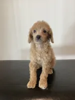 Cream female , a female Poodle - Miniature  for sale in Lexington, NC – 2 of 7