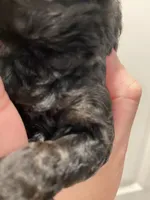 Female black ghost phantom, a female Poodle - Toy  for sale in Lexington, NC – 7 of 9