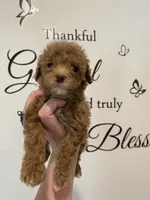 Red abstract , a female Poodle - Miniature  for sale in Lexington, NC – 10 of 10