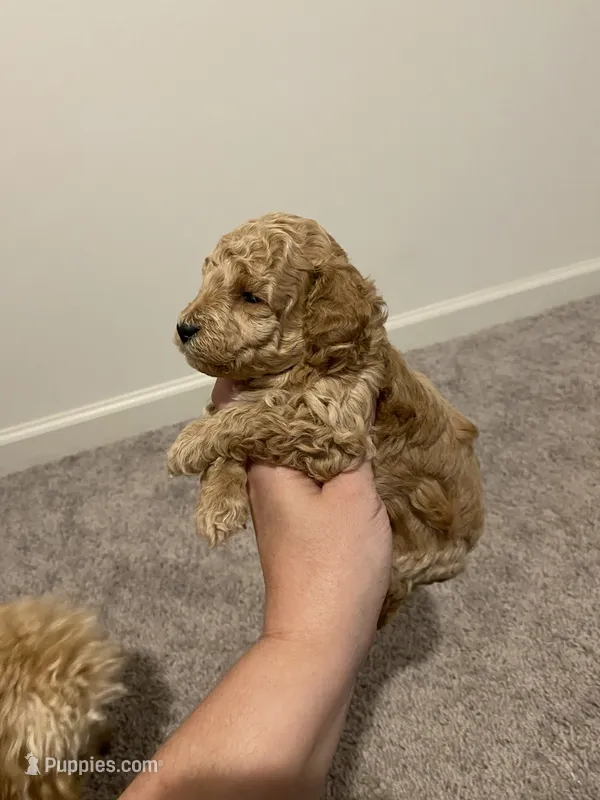 Dark Apricot – Poodle - Toy  puppy for sale in Lexington, NC
