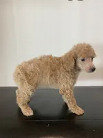 Cream female , a female Poodle - Miniature  for sale in Lexington, NC – 4 of 7