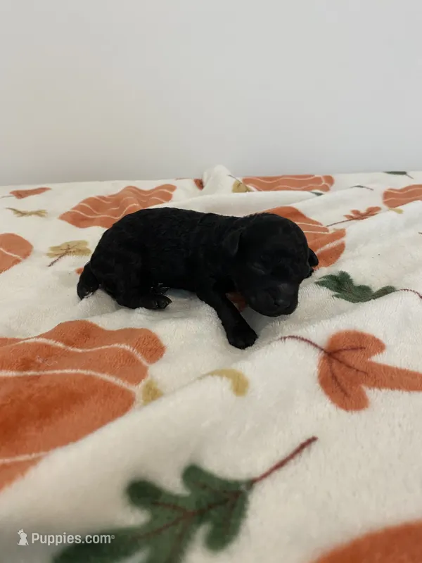 Male black  – Poodle - Toy  puppy for sale in Salisbury, NC