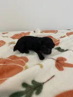 Male black , a male Poodle - Toy  for sale in Lexington, NC – 1 of 3