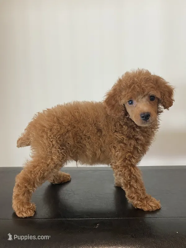 Male red   – Poodle - Miniature  puppy for sale in Lexington, NC