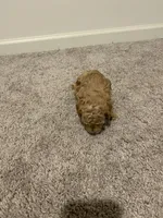 Dark Apricot, a male Poodle - Toy  for sale in Lexington, NC – 5 of 5