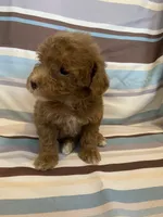Red abstract , a female Poodle - Miniature  for sale in Lexington, NC – 3 of 10