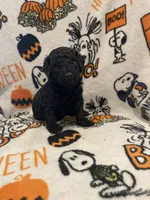 Female black ghost phantom, a female Poodle - Toy  for sale in Lexington, NC – 1 of 9