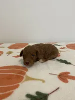 Red tuxedo, a male Poodle - Miniature  for sale in Lexington, NC – 3 of 3