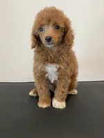 Red tuxedo, a male Poodle - Miniature  for sale in Lexington, NC – 2 of 4