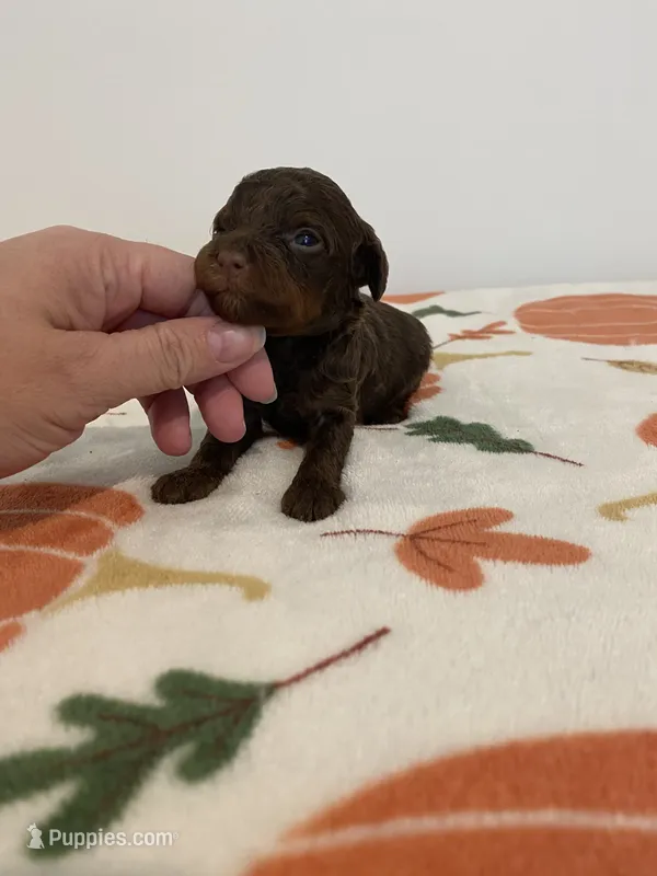 Chocolate phantom  – Poodle - Miniature  puppy for sale in Salisbury, NC