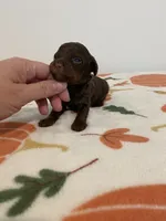 Chocolate phantom , a male Poodle - Miniature  for sale in Lexington, NC – 1 of 3