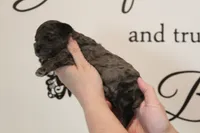 Merle #2, a male Poodle - Toy  for sale in Lexington, NC – 5 of 5