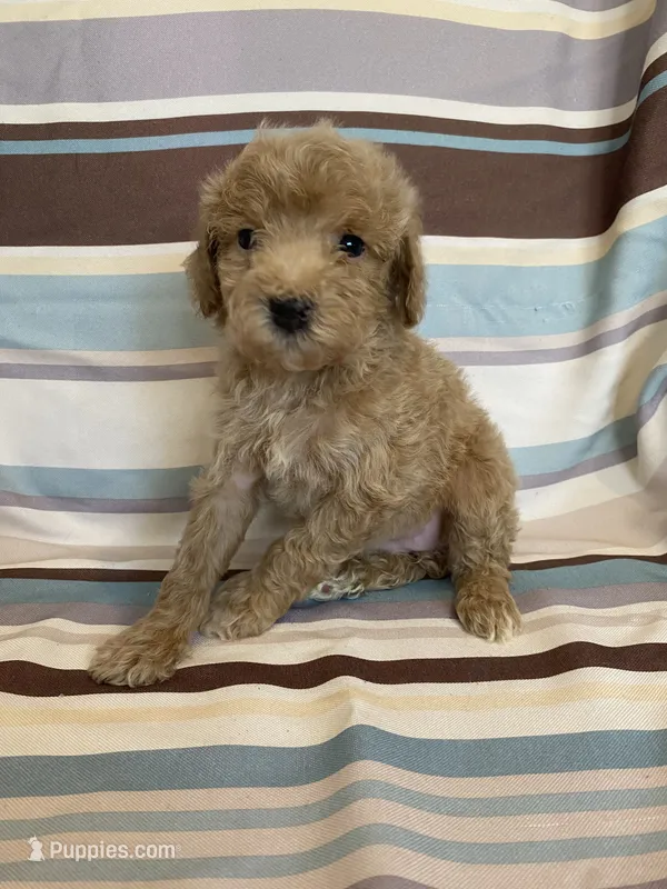 Cream female  – Poodle - Miniature  puppy for sale in Lexington, NC