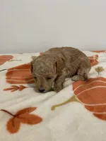 Apricot abstract, a male Poodle - Toy  for sale in Lexington, NC – 3 of 5