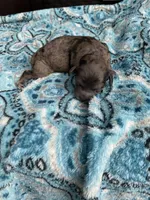 Merle Male , a male Poodle - Toy  for sale in Salisbury, NC – 6 of 6