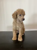 Cream female , a female Poodle - Miniature  for sale in Lexington, NC – 6 of 7