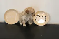 Apricot , a female Poodle - Toy  for sale in Lexington, NC – 3 of 3