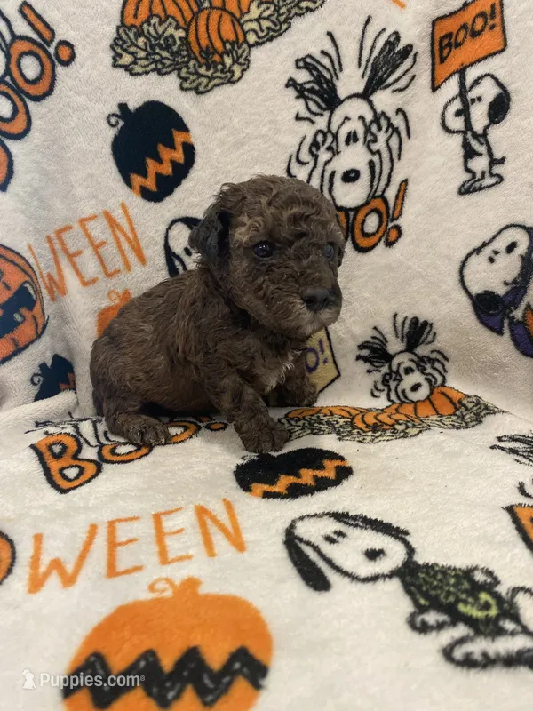 Merle #1 – Poodle - Toy  puppy for sale in Lexington, NC