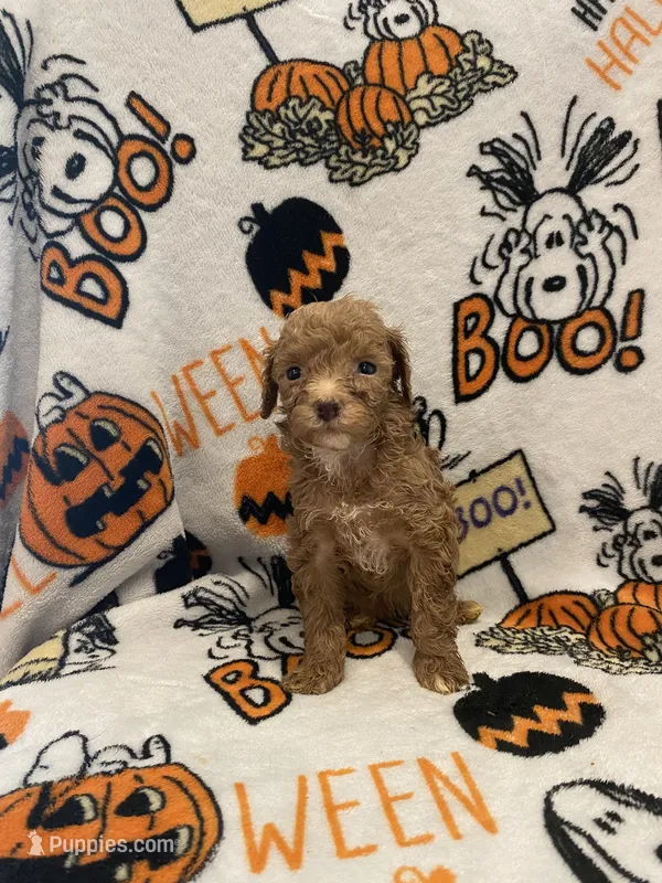 Red abstract  – Poodle - Miniature  puppy for sale in Lexington, NC