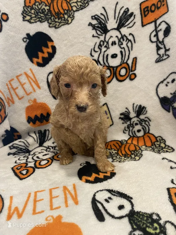 Cream female  – Poodle - Miniature  puppy for sale in Lexington, NC