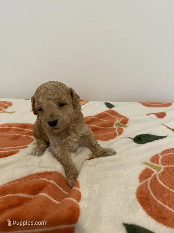 Apricot abstract – Poodle - Toy  puppy for sale in Salisbury, NC