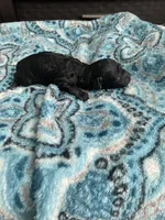 Male black , a male Poodle - Toy  for sale in Salisbury, NC – 5 of 7