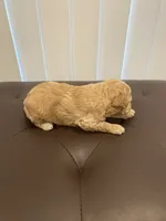 Apricot abstract, a male Poodle - Toy  for sale in Salisbury, NC – 2 of 6