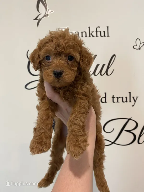 Male red   – Poodle - Miniature  puppy for sale in Lexington, NC