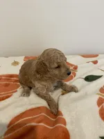 Apricot abstract, a male Poodle - Toy  for sale in Lexington, NC – 5 of 5