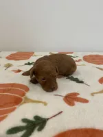Male red  , a male Poodle - Miniature  for sale in Lexington, NC – 3 of 3
