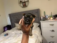 Bear, a male Yorkshire Terrier for sale in Martinsburg, WV – Photo 4 of 5