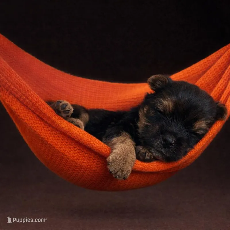 Bear, a male Yorkshire Terrier for sale in Martinsburg, WV – Photo 1 of 5