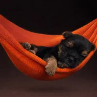 Bear, a male Yorkshire Terrier for sale in Martinsburg, WV – Photo 1 of 5