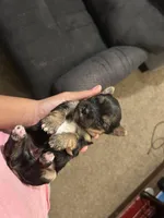 Bear, a male Yorkshire Terrier for sale in Martinsburg, WV – Photo 5 of 5