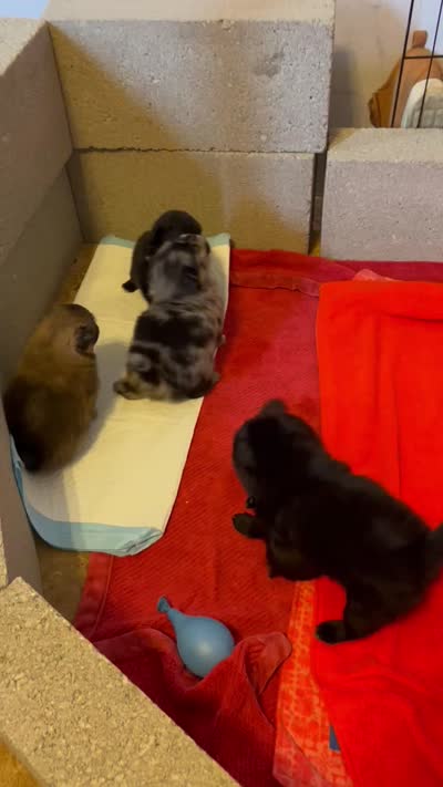 Miss Phat Girl, a female Pomeranian for sale in Mount Vernon, IN – 7 of 8