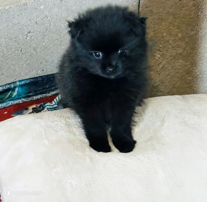 Biggie Smalls – Pomeranian puppy for sale in Mount Vernon, IN