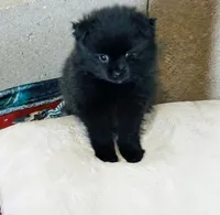 Biggie Smalls, a male Pomeranian for sale in Mount Vernon, IN – 1 of 10
